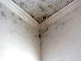 Trusted Woodbine, GA Mold Removal & Remediation Experts