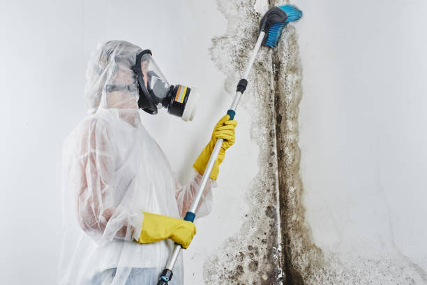 Best Asbestos and Lead Testing During Mold Inspection  in Woodbine, GA